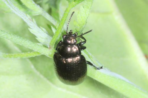 Chrysolina oricalcia